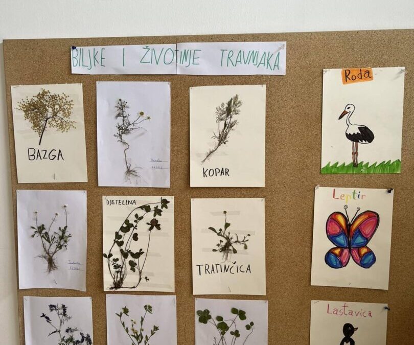 razredni projekt Biljke i životinje travnjaka
